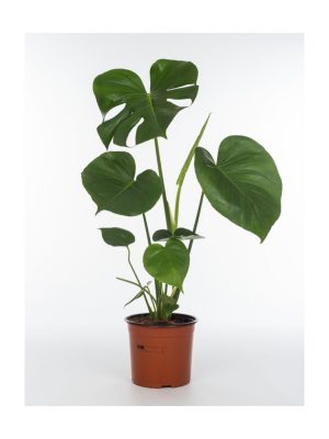 Küçük Boy Monslera Deve Tabanı